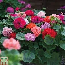 Geraniums