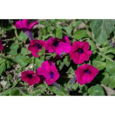 petunia.jpeg