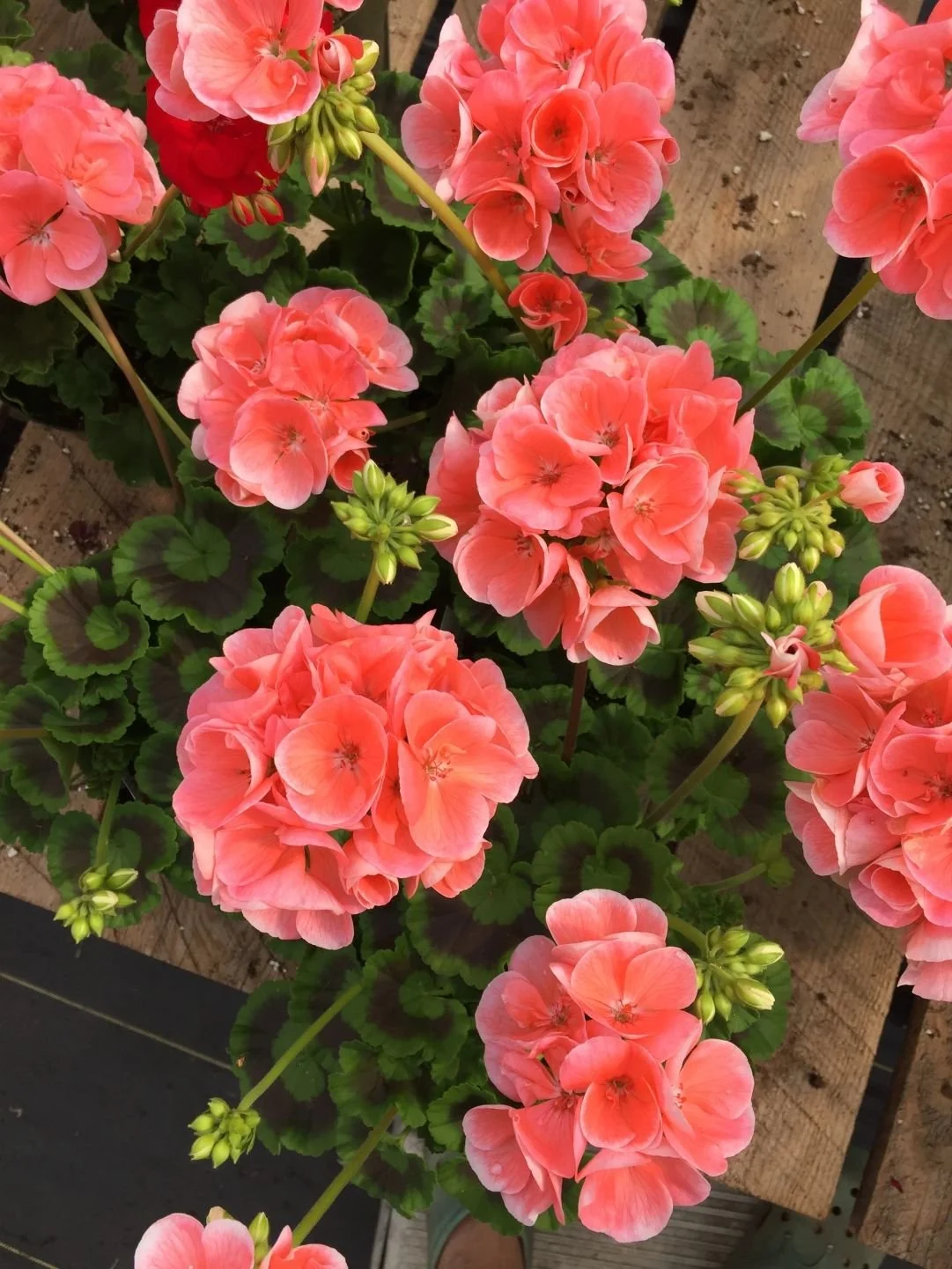 geraniums.jpeg