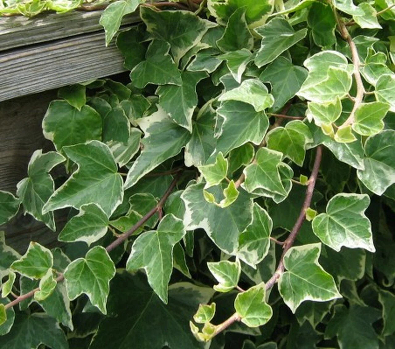 Variegated_English_Ivy.jpeg