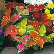 coleus.jpeg