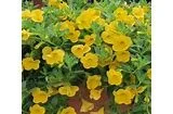 calibrachoa.jpeg