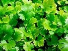cilantro.jpeg