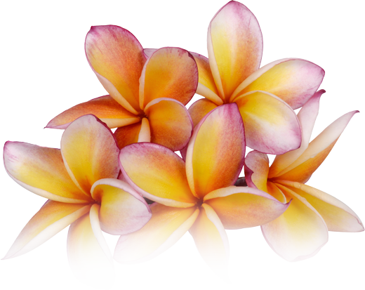 flower on massage treatments page 
