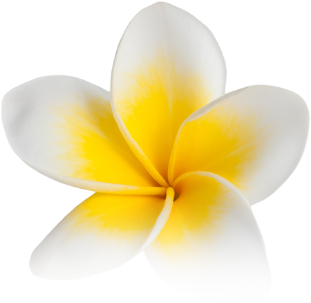 plumeria-white-yellow-516216677.png