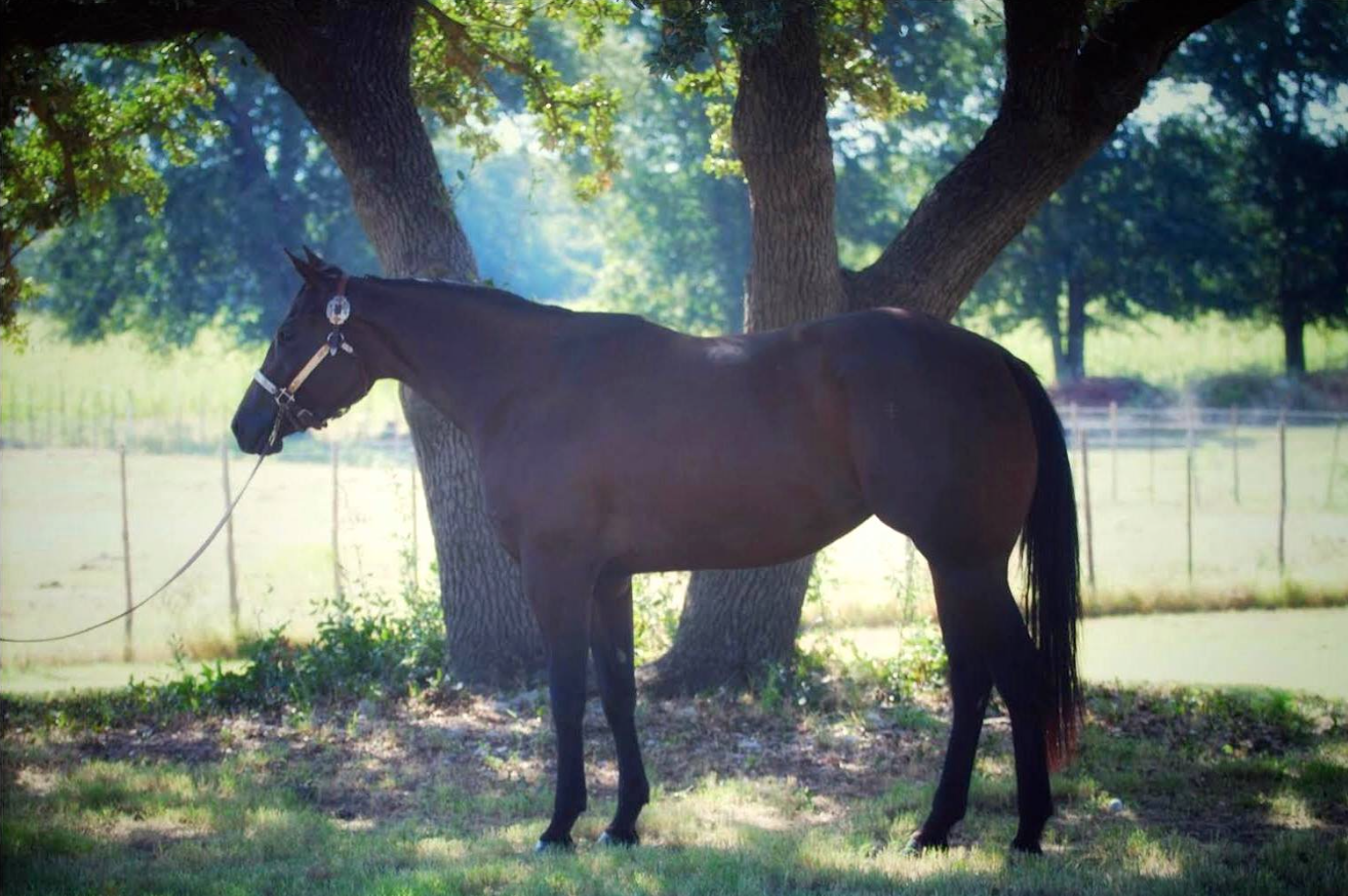 Lucy, a 3 year old American Quarter Horse mare bred and raised by The Trinity Ranch