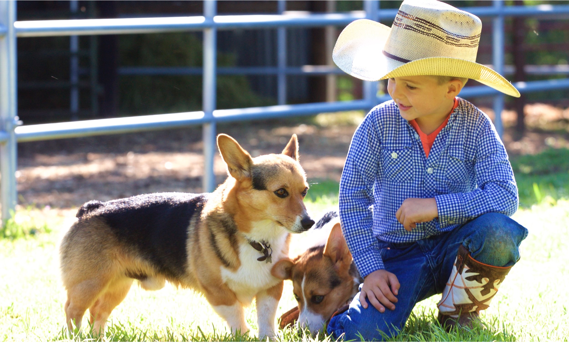 Pierce’s ranch-raised AKC Pembroke Corgis