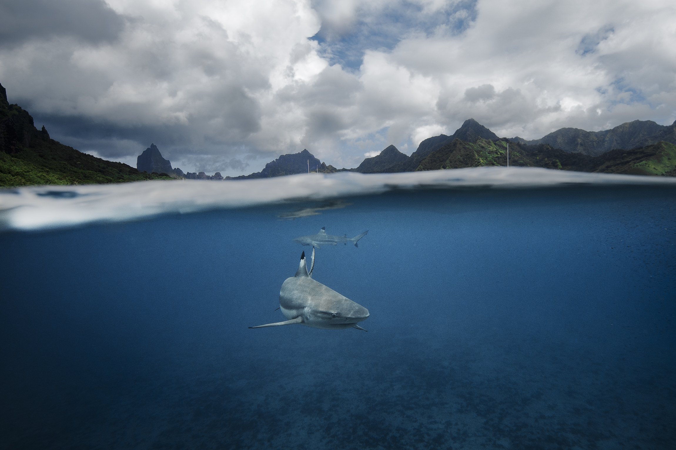 Sharks in Cook Bay, Mo'orea