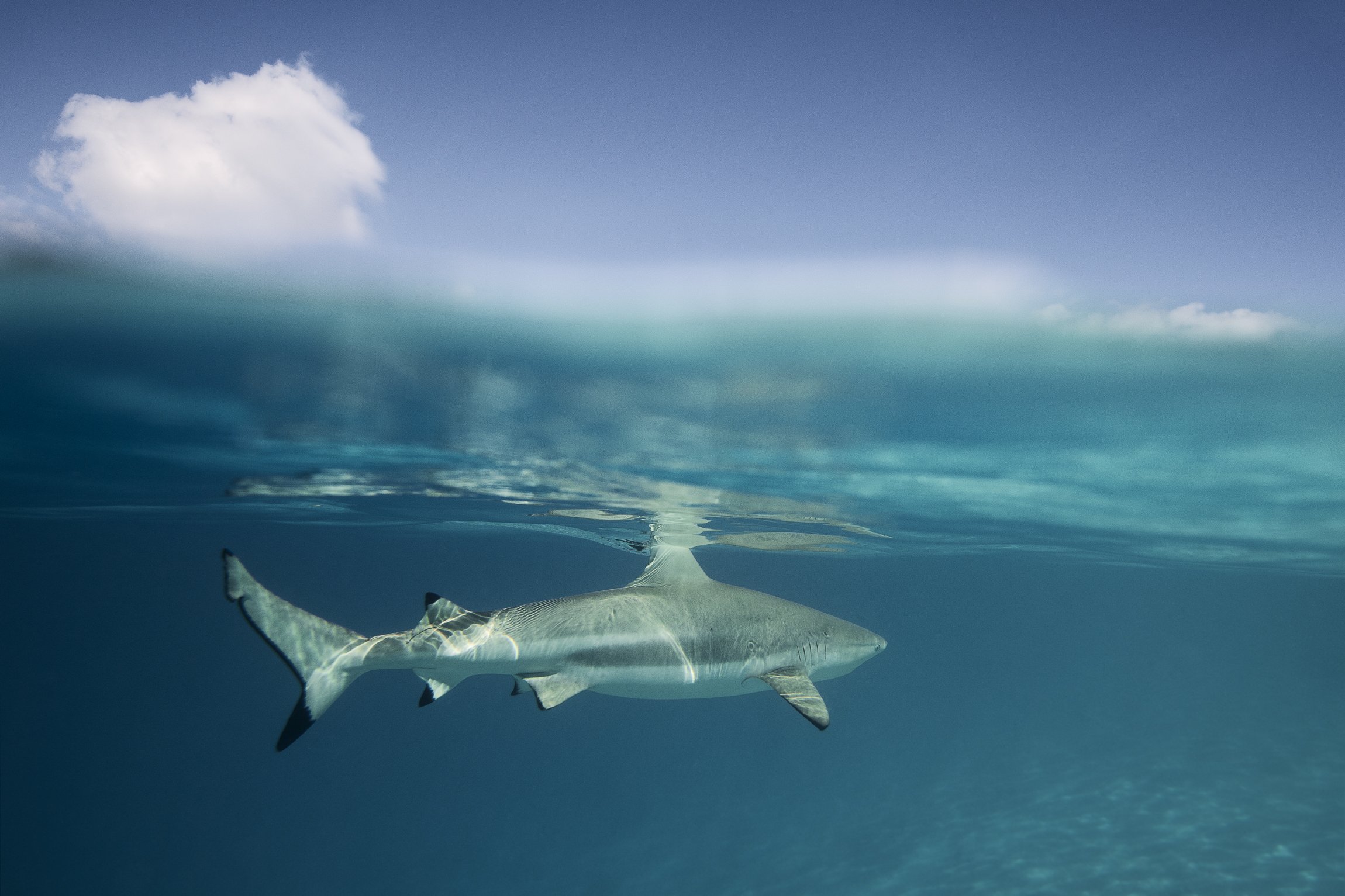 Chasing sharks, Mo'orea