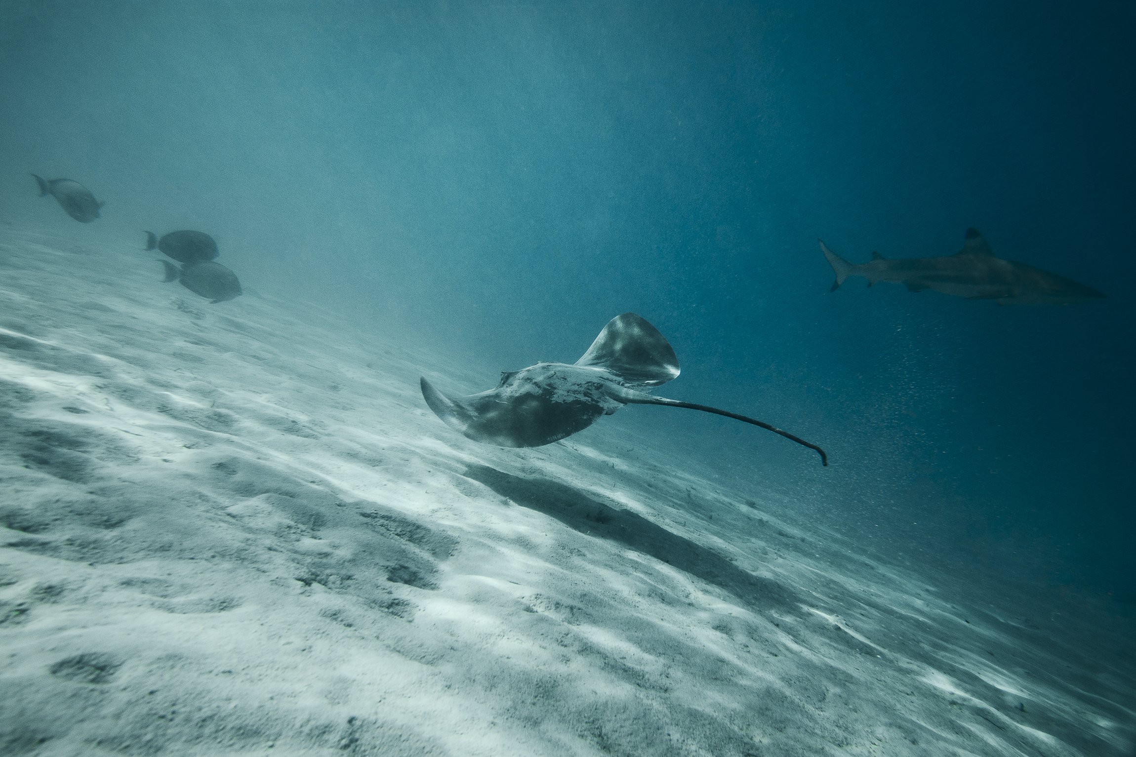 Ray and Shark, Mo'orea