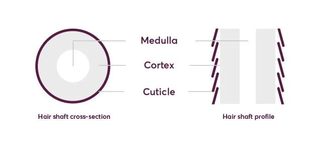 three-layers-of-human-hair.jpg