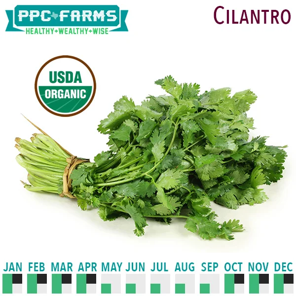 Cilantro