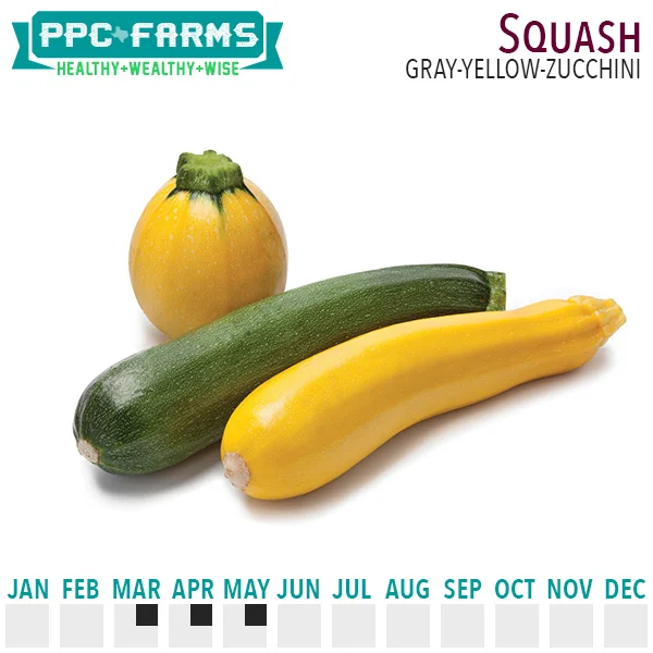 Summer Squash