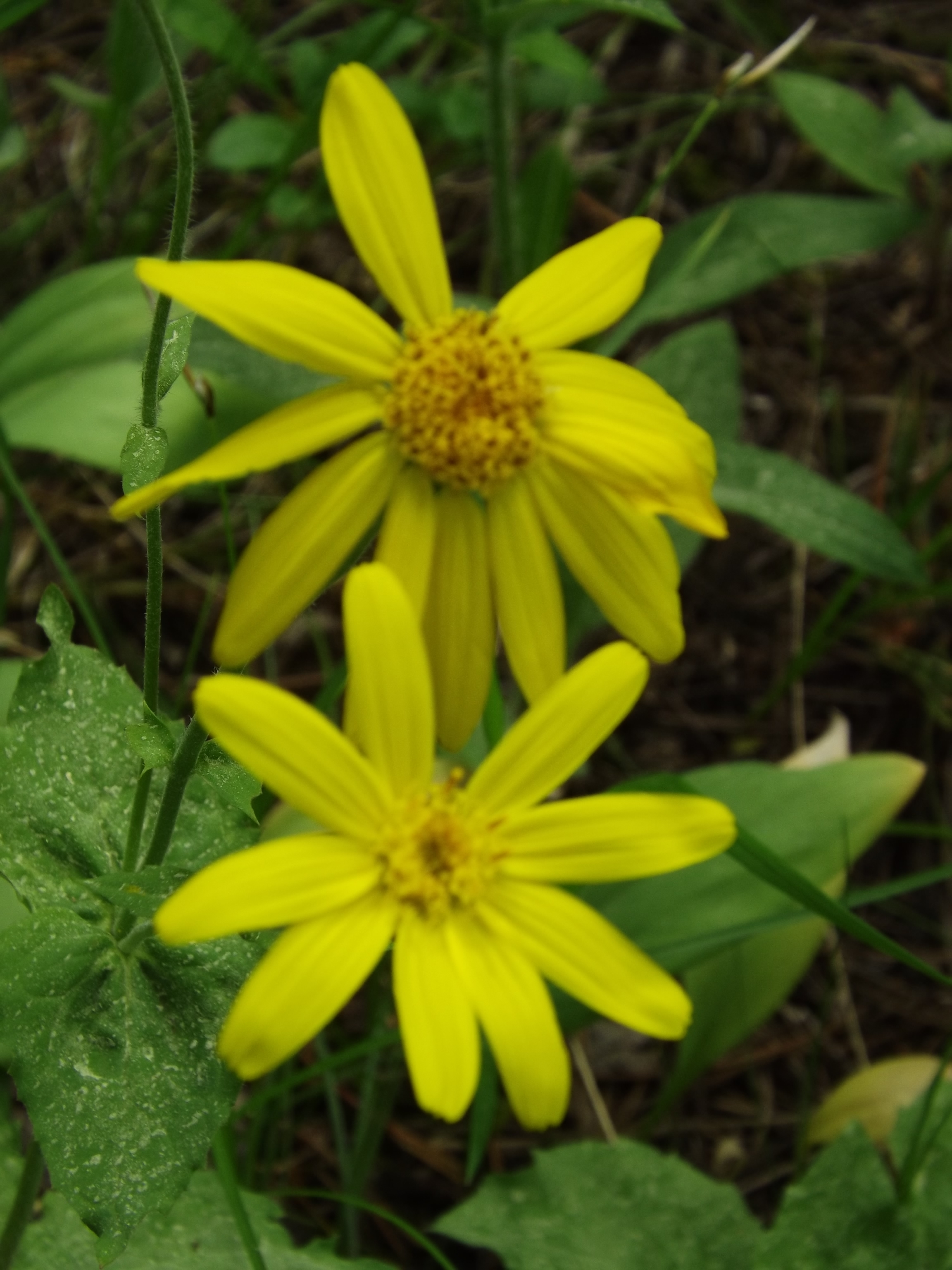 ARNICA BLOSSOMS