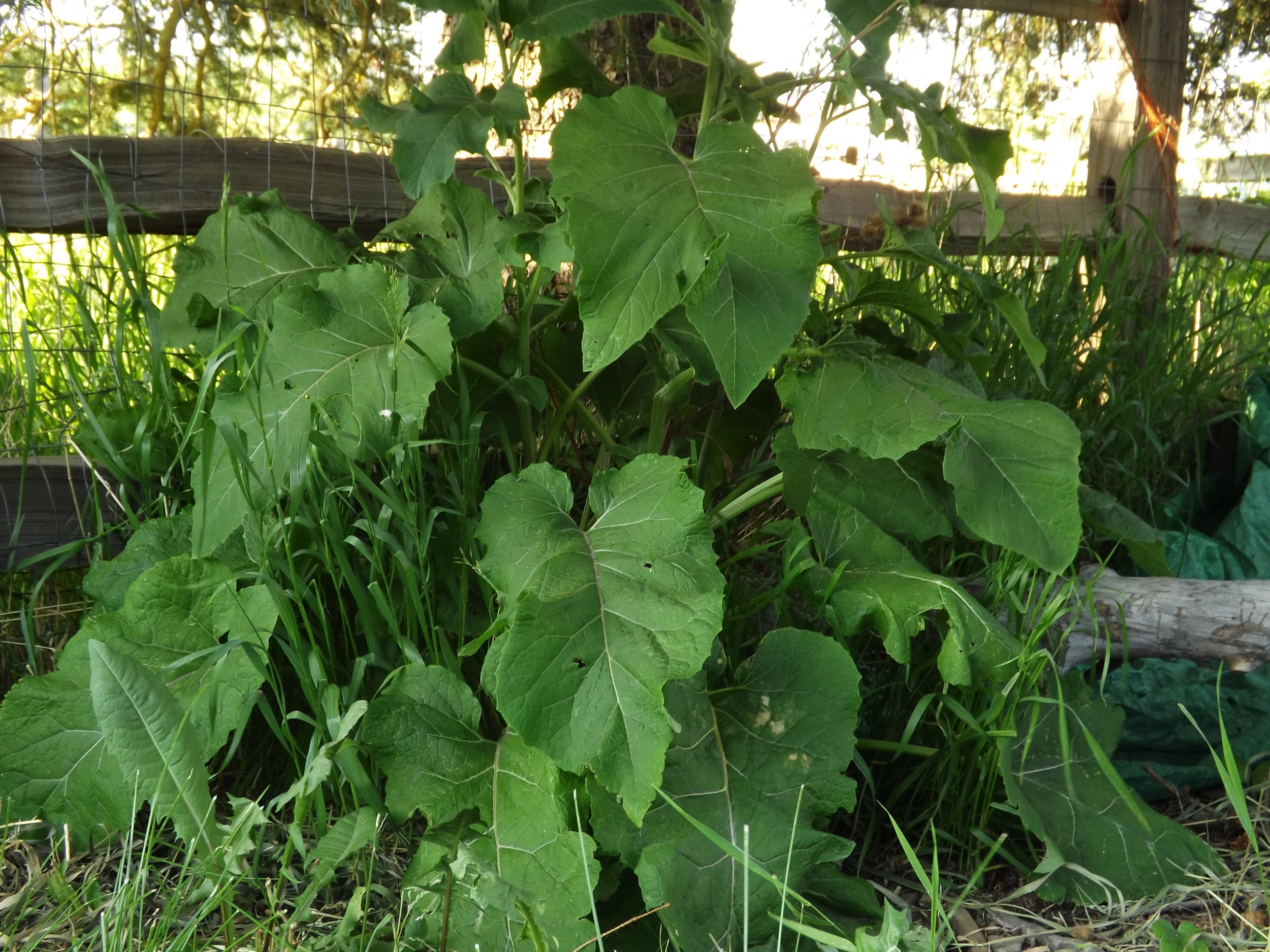 BURDOCK