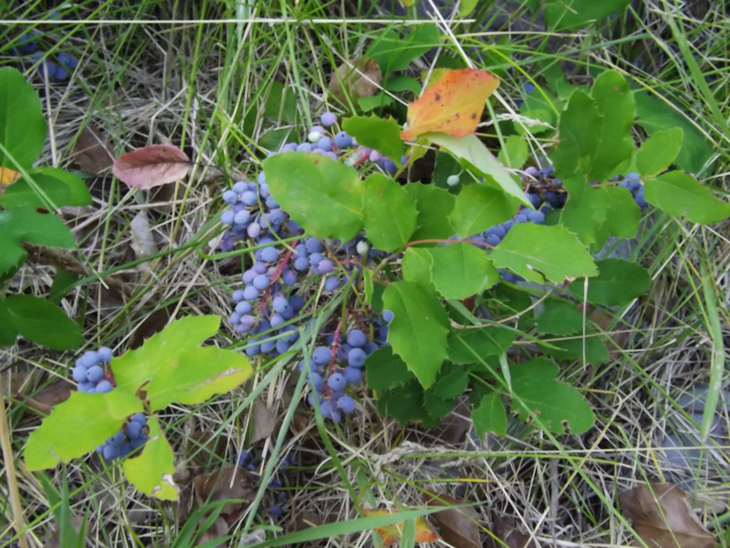 MAHONIA