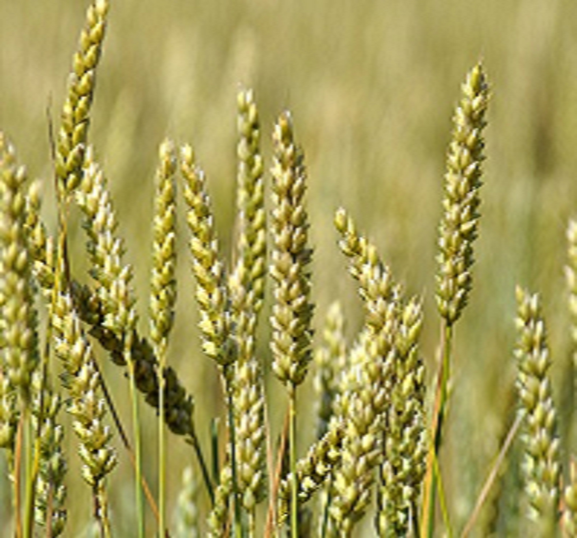 Applied Bio-minerals - ABM - Bio Active Farming - Wheat.jpg