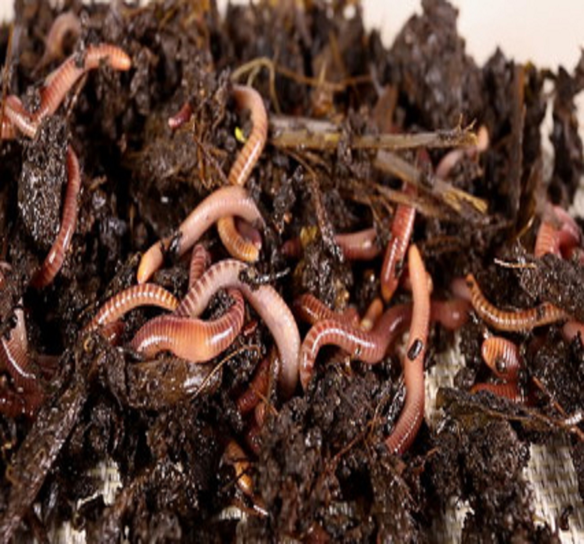 Applied Bio-minerals - ABM - Bio Active Farming - worms.jpg