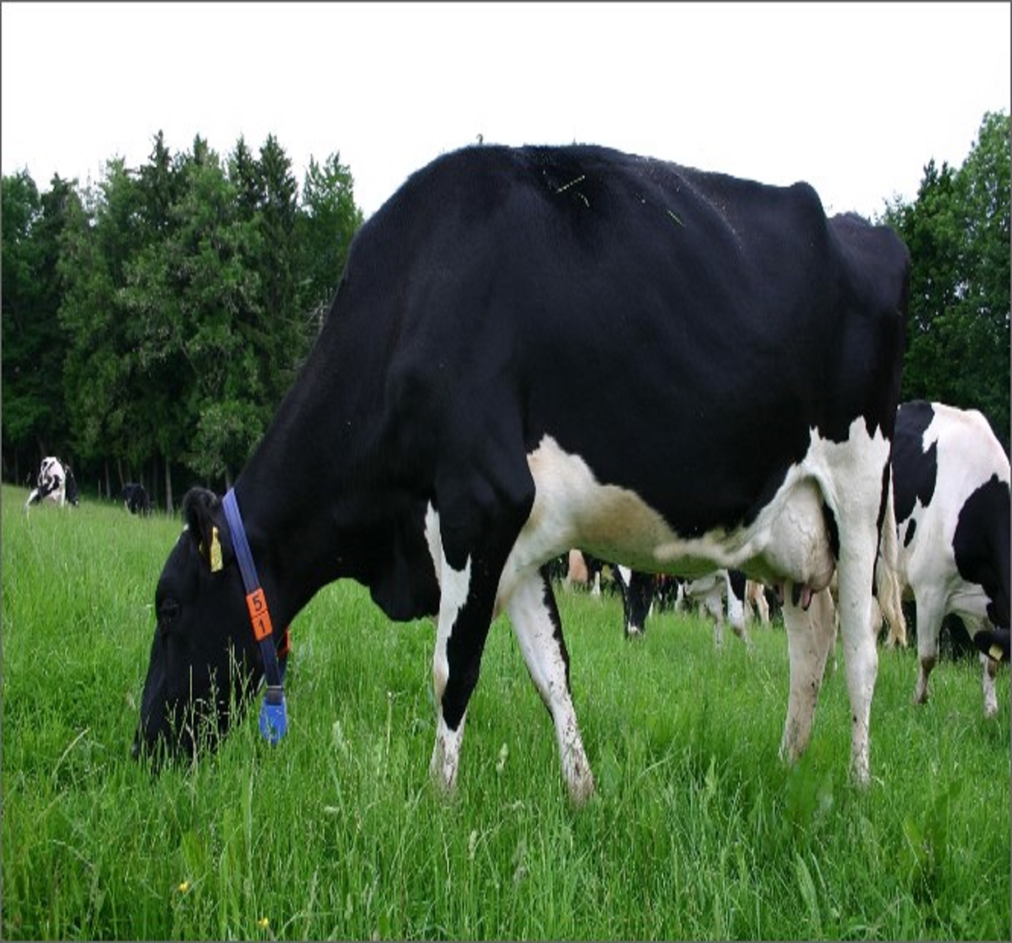 Applied Bio-minerals - ABM - Bio Active Farming - Cow.jpg