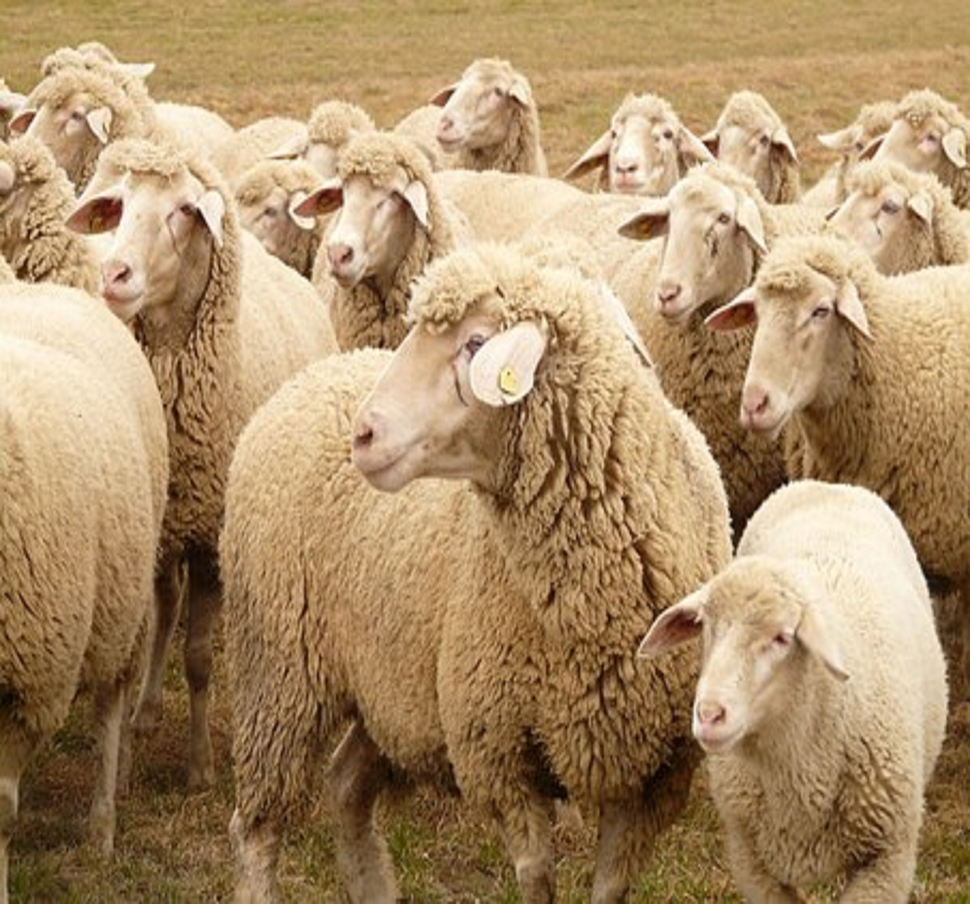 Applied Bio-minerals - ABM - Sustainable Farming - Sheep.jpg