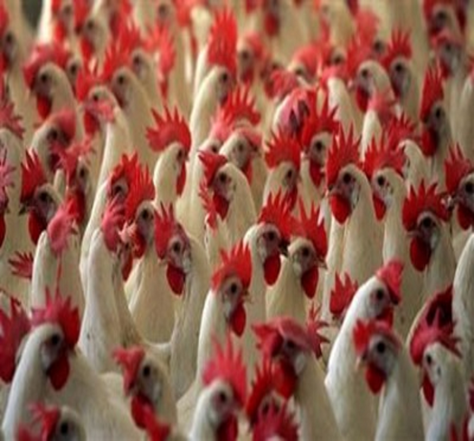 Applied Bio-minerals - ABM - sustainable Farming - Chicken.jpg