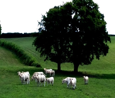 Produits pour les Animaux