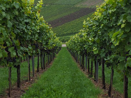 vineyard3-applied-bio-minerals.jpg