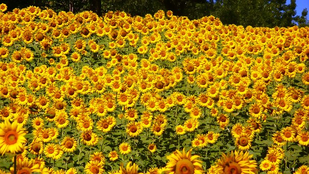 Tournesol1-applied-bio-minerals.jpg