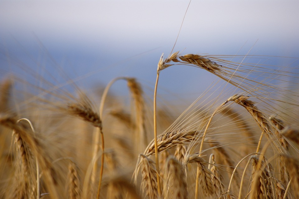 Barley-applied-bio-minerals.jpg