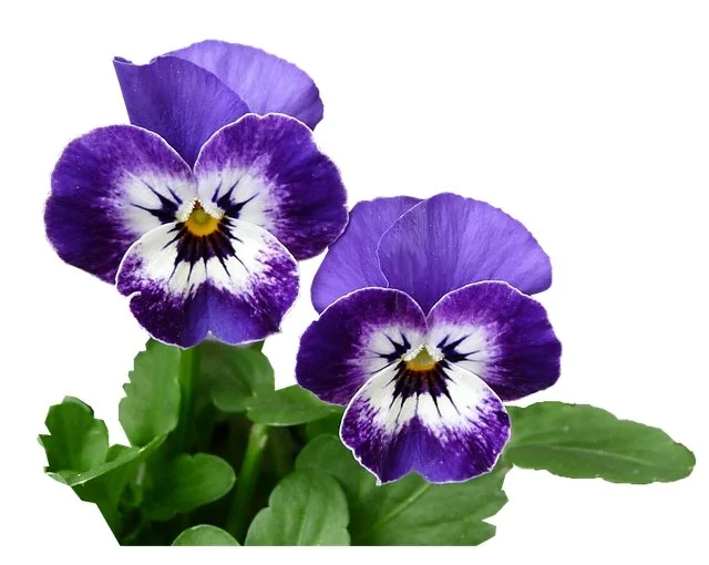 pansy.jpg