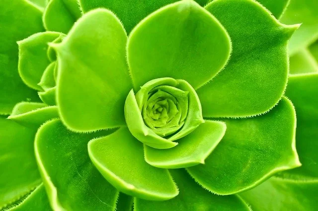 Succulent.jpg