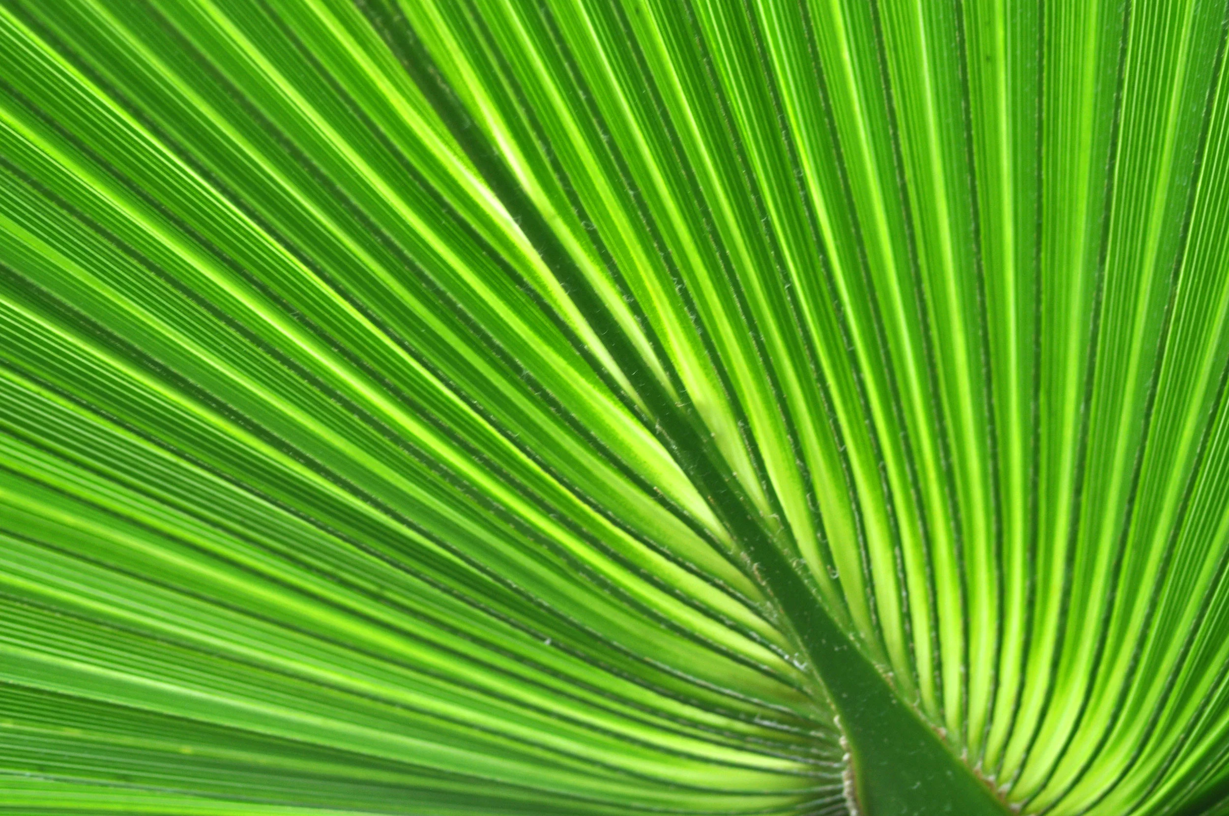 widsom_pattern-of-a-green-palm-leaf-close-up-PMKRQQA.jpg