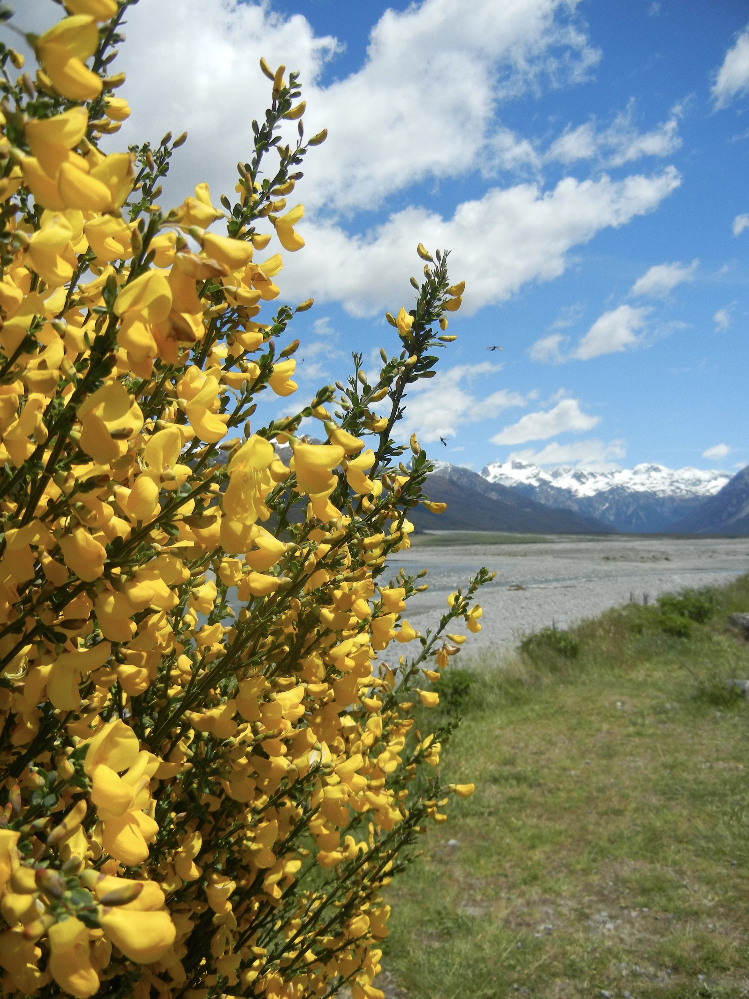 Arthur's Pass