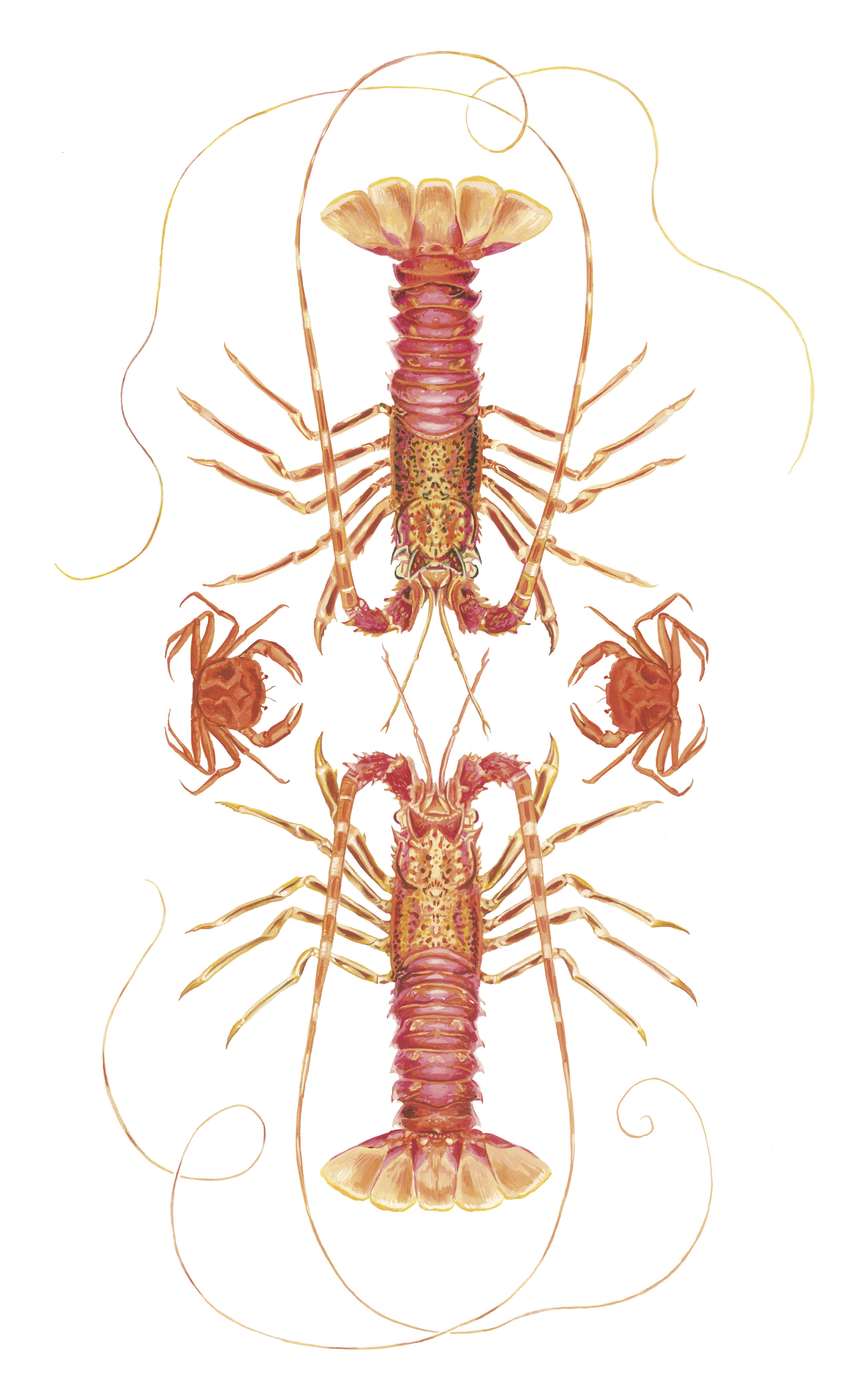CrustaceanPlate_1_RGB_cropped.jpg