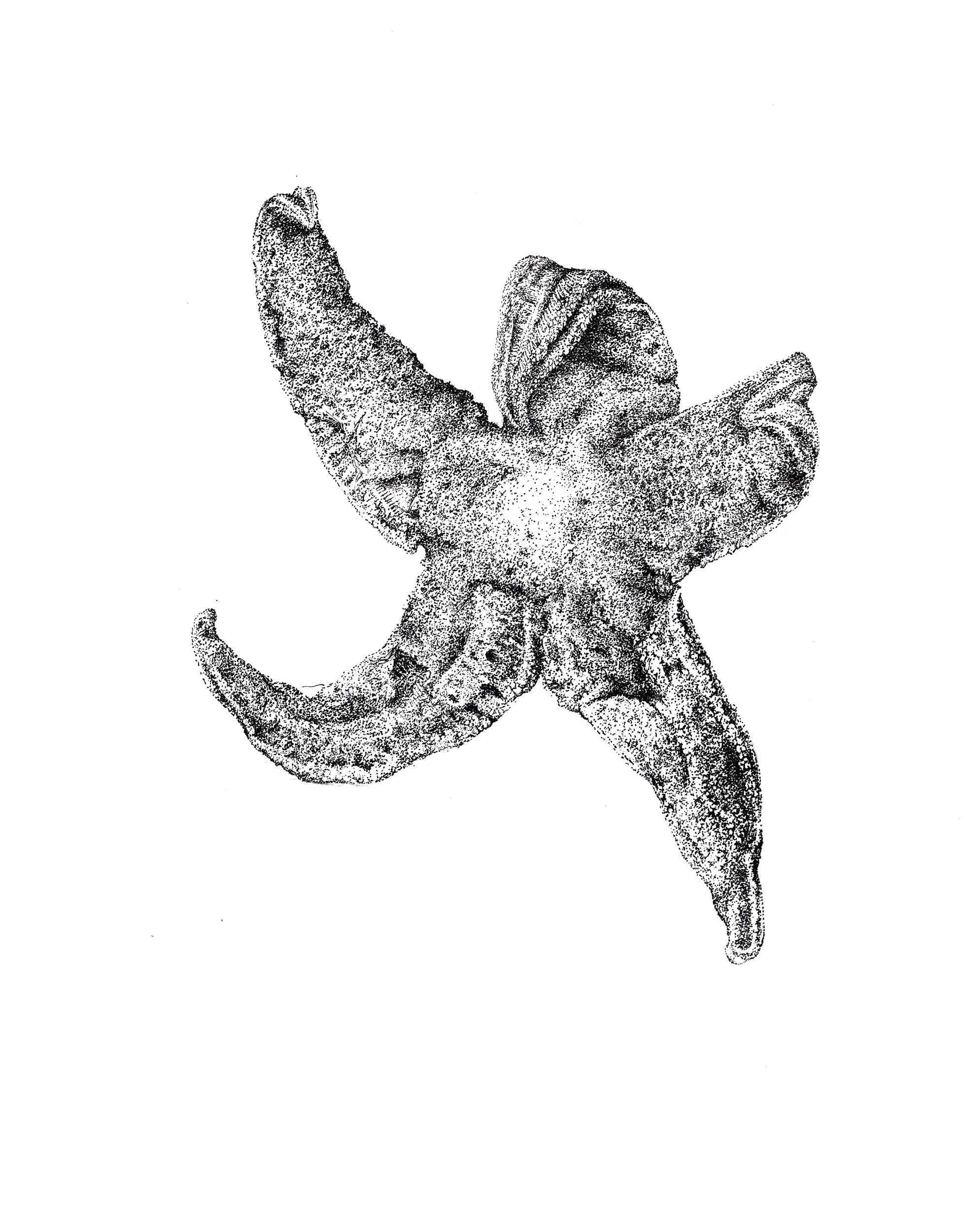 Seastar_web.jpg