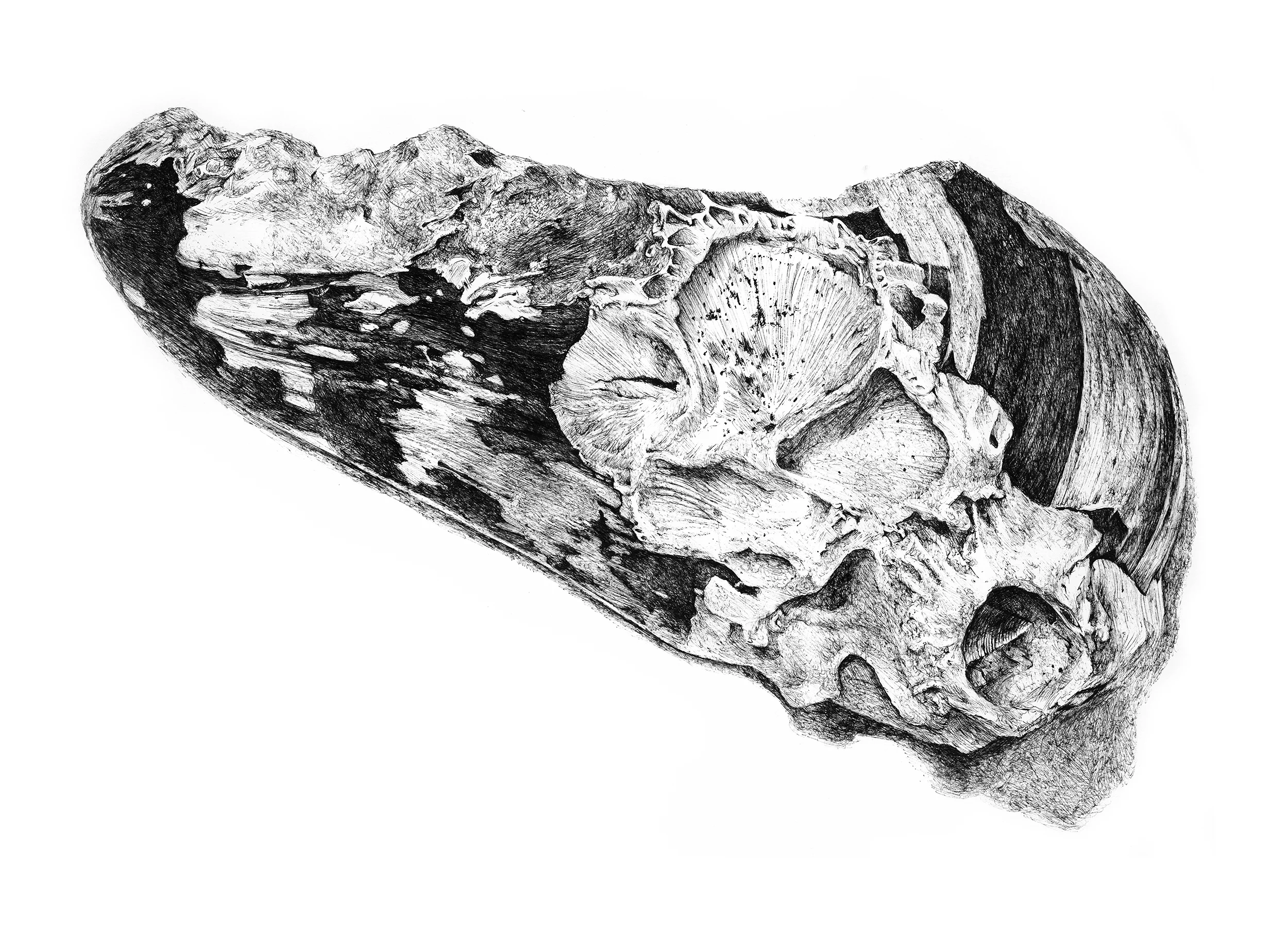 Mussel2_web.jpg