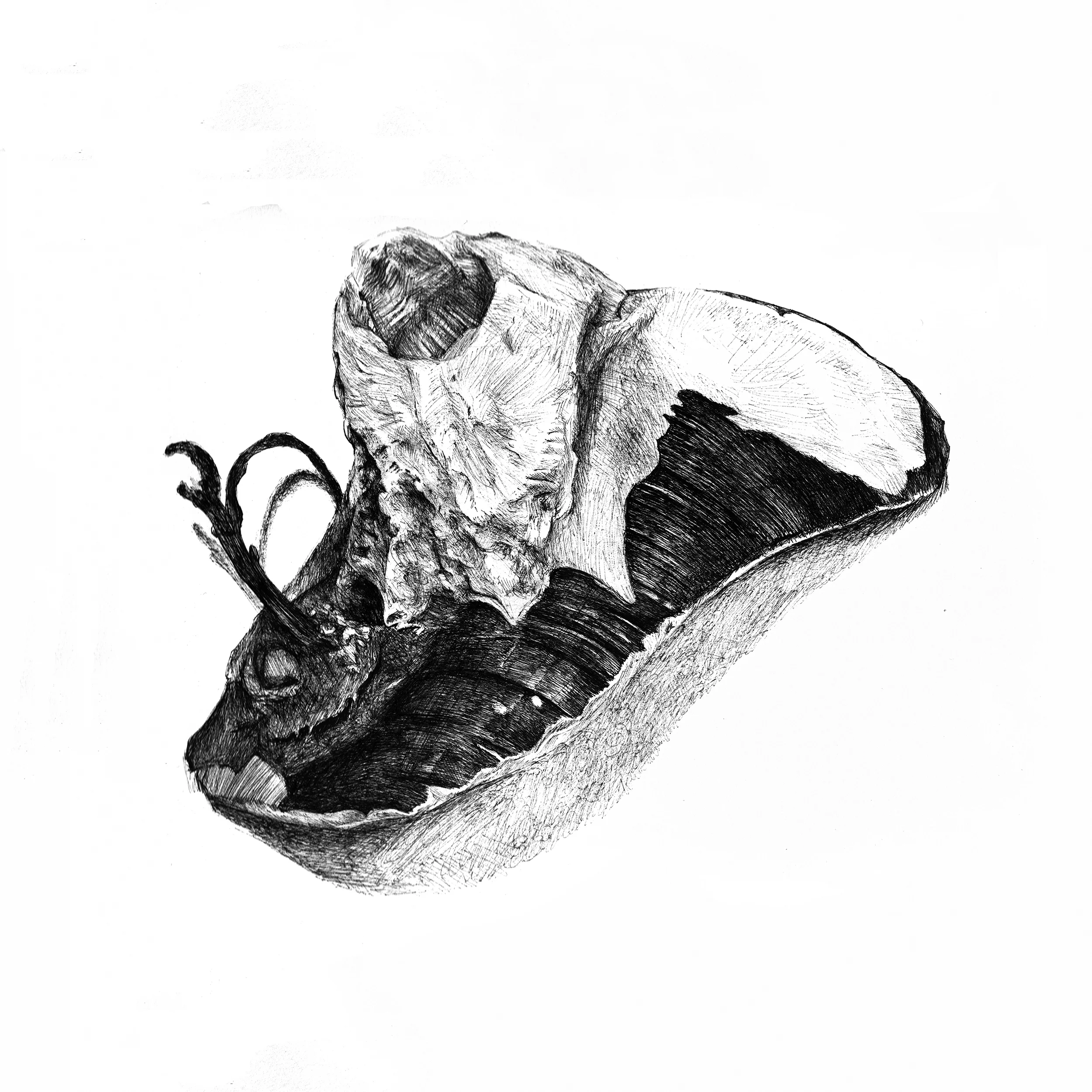 Mussel1_web.jpg