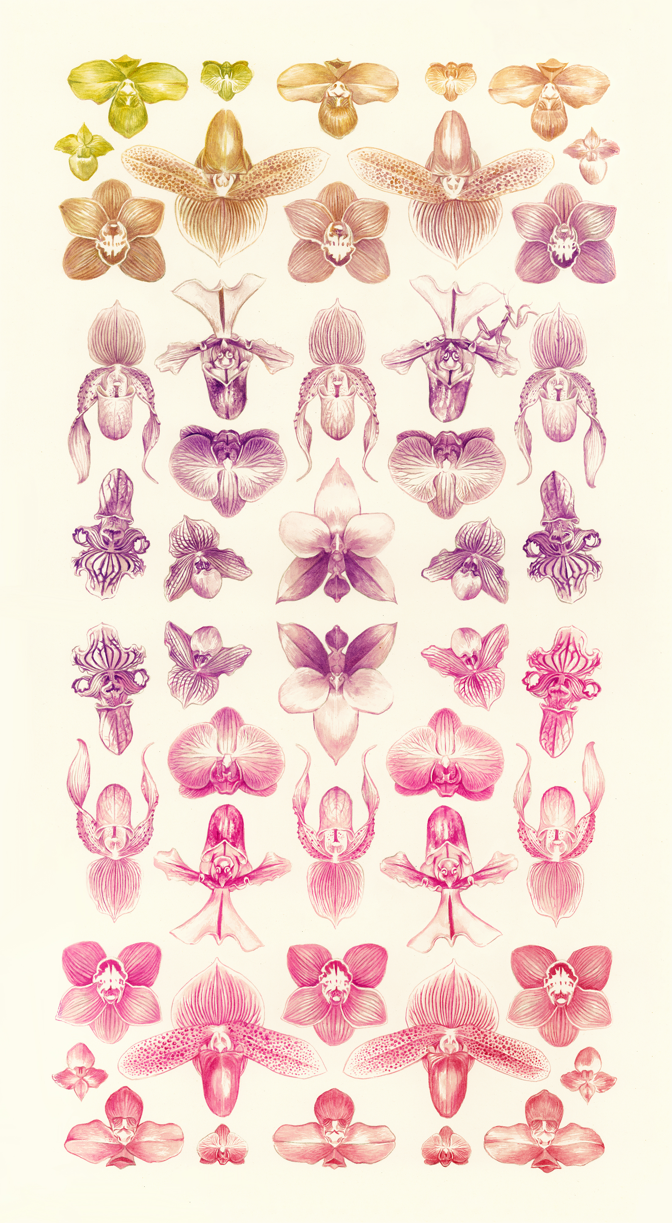 orchidgradient_small.jpg