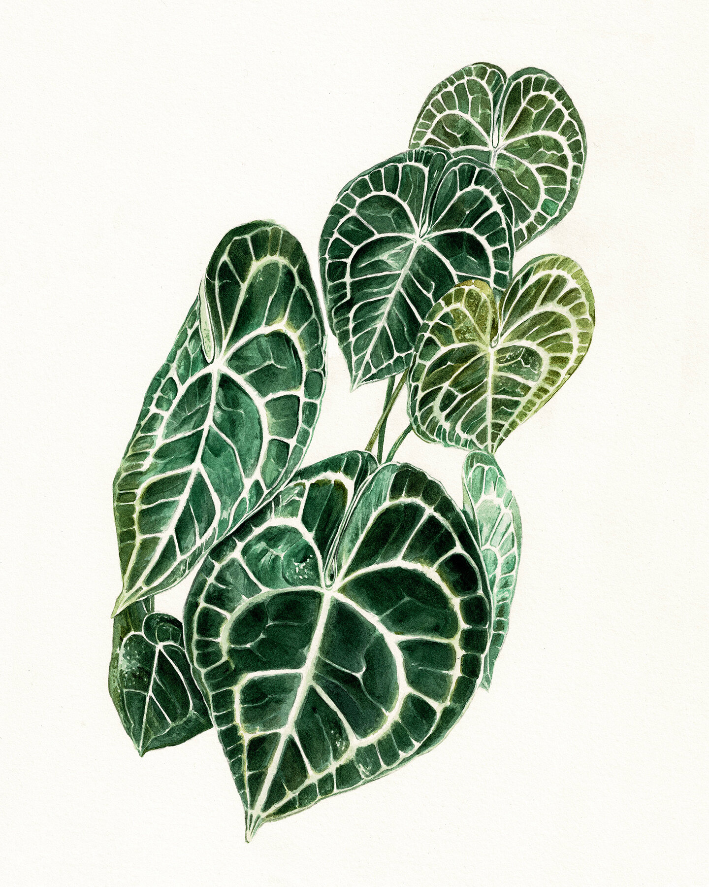 Anthurium Clarinervium