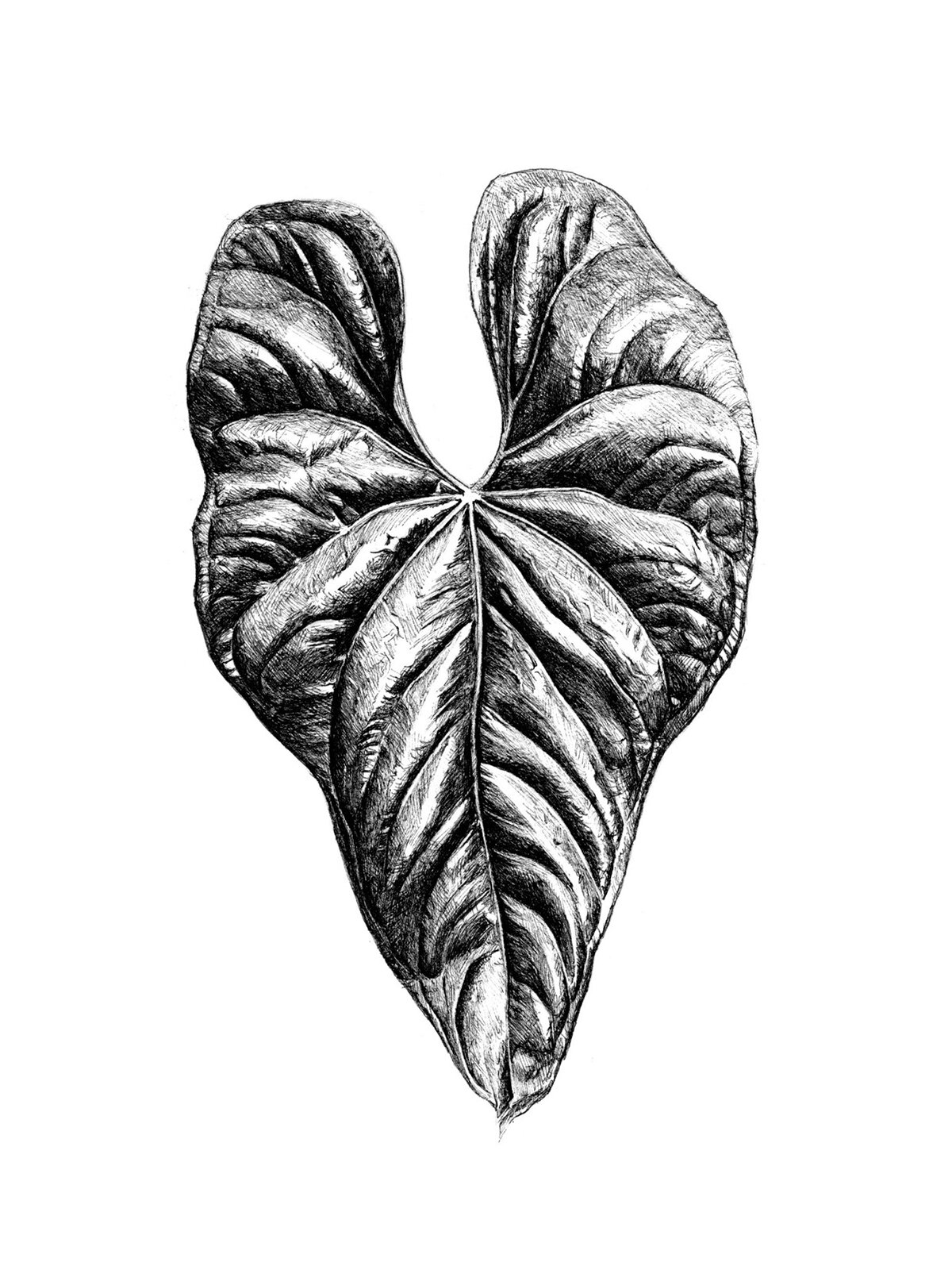 Anthurium Moodeanum