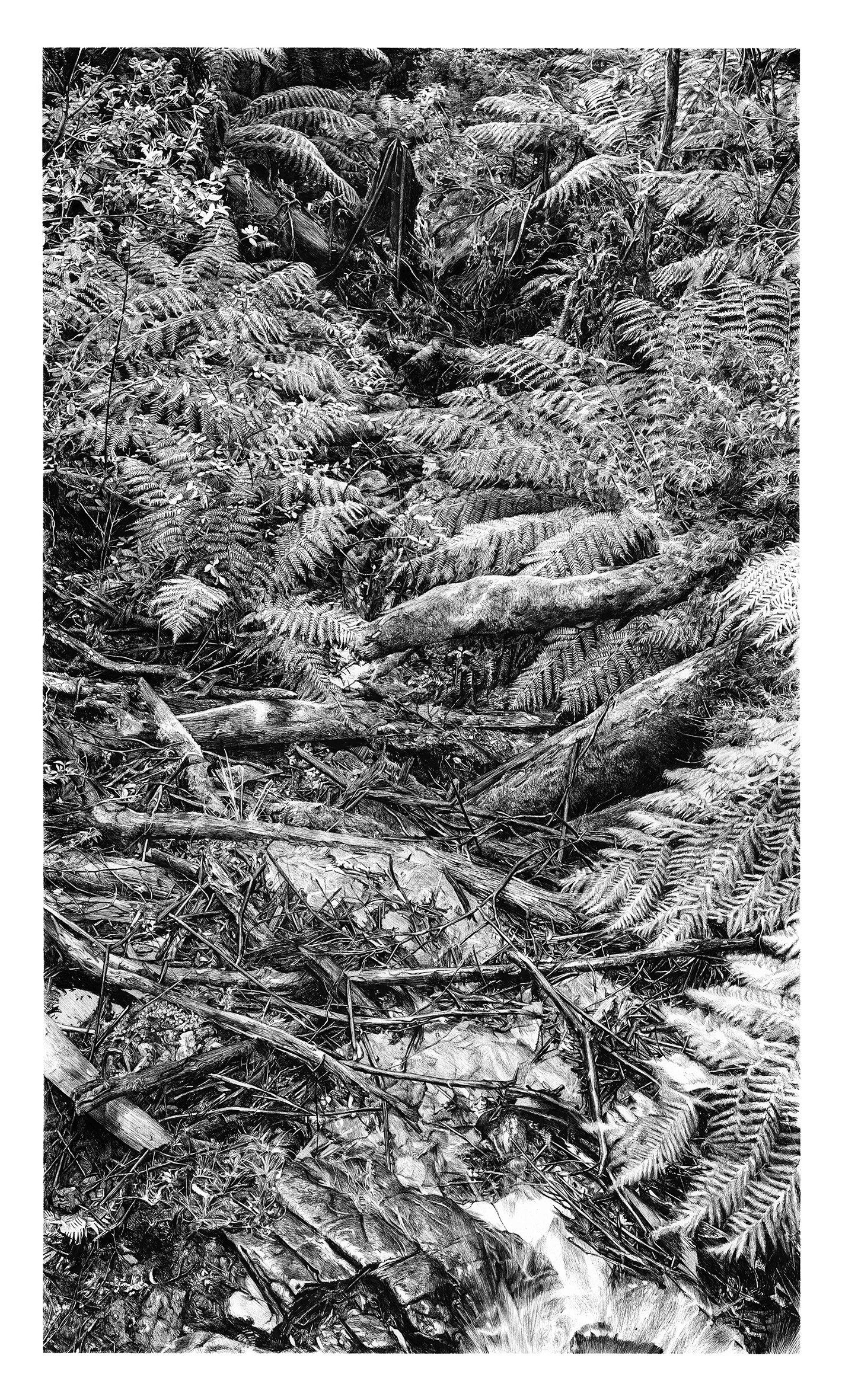 Water On Fallen Trees