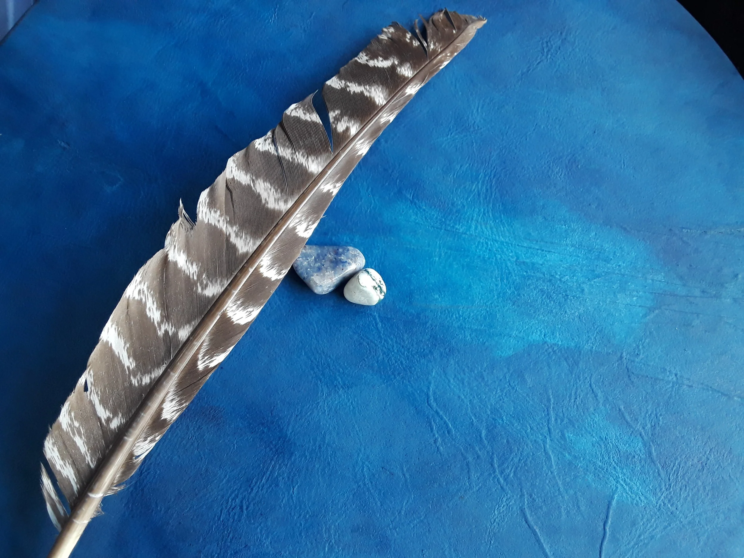 cereleanblue with feather.jpg