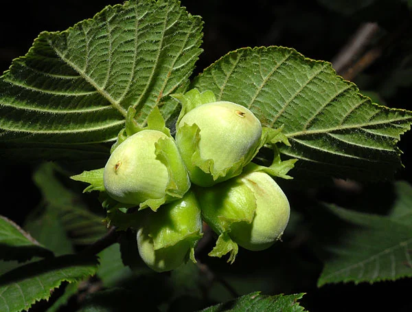 hazelnut tree.jpg