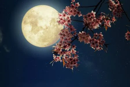 sakura-flowers-with-full-moon.jpg