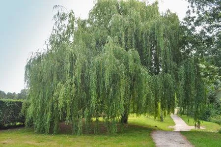 babylon-willow.jpg