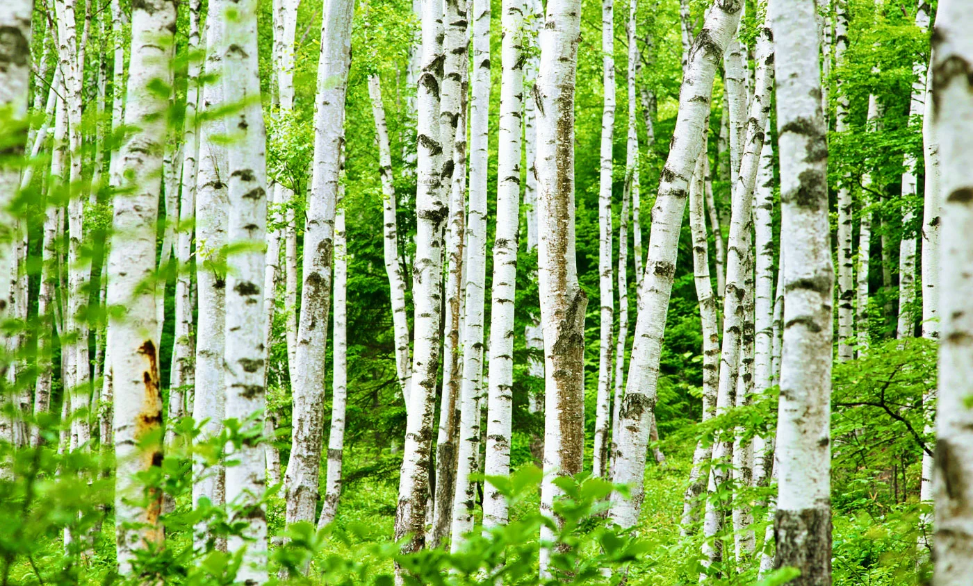 birch-trees.jpg