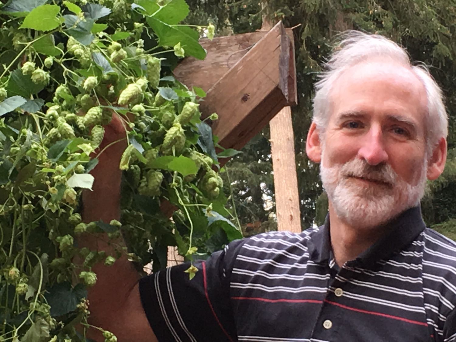 Brewery grown hops used in our Hop Harvest blonde ale