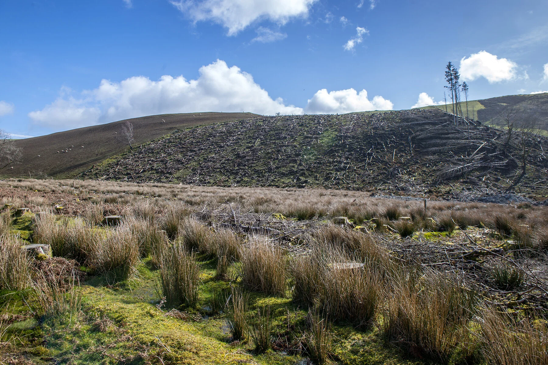 RKB Landscape-53.jpg