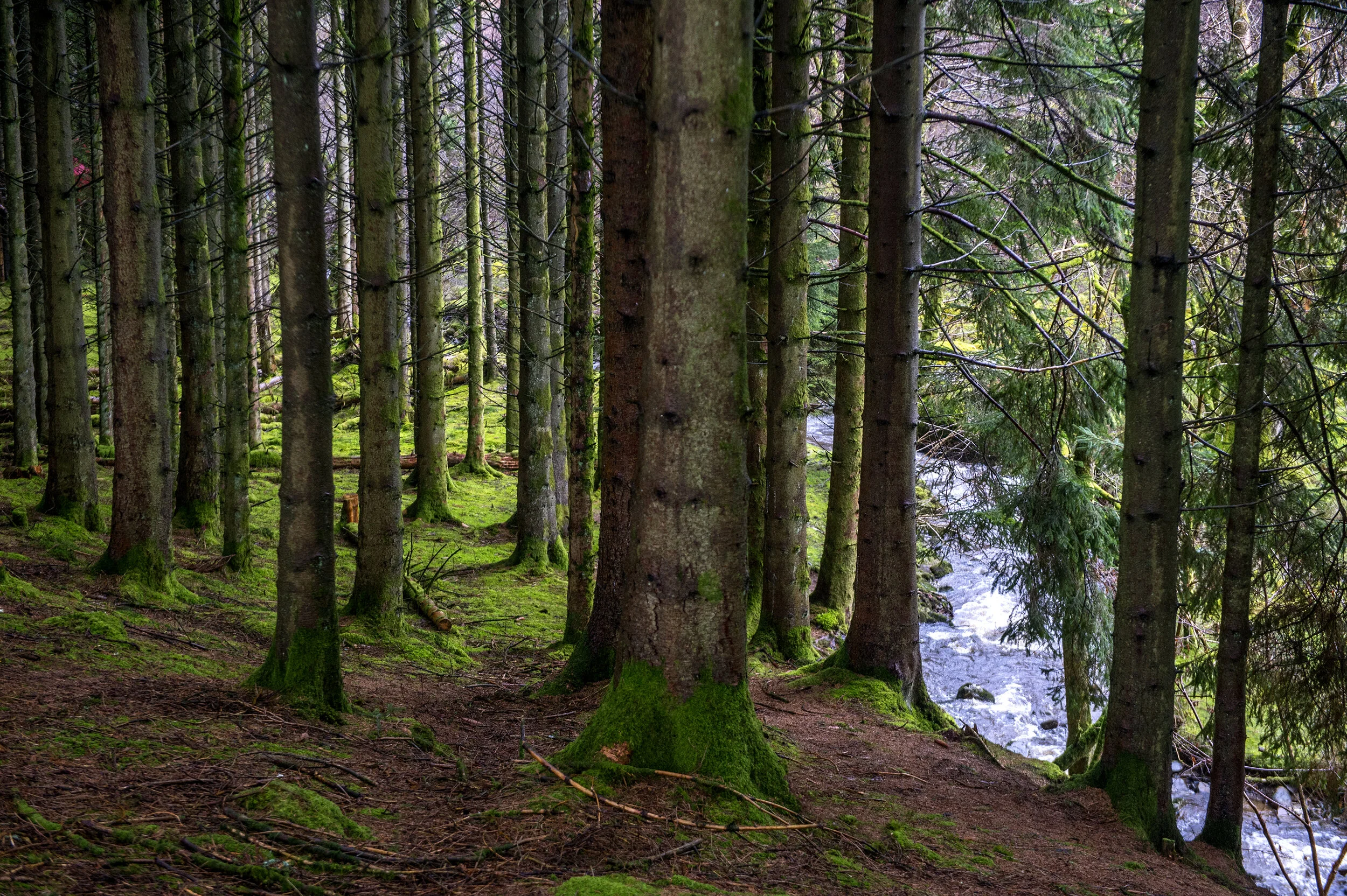 RKB Landscape-03.jpg