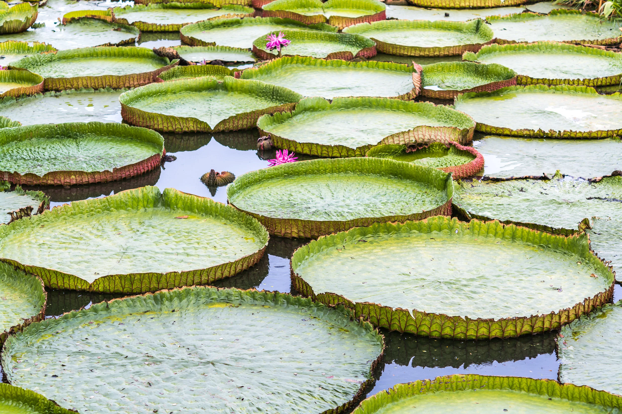 water.lilies.jpg